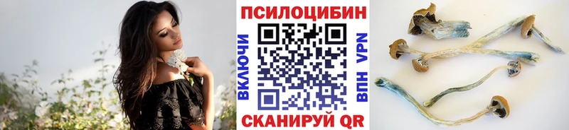KRAKEN tor  Богородицк  Псилоцибиновые грибы GOLDEN TEACHER  сколько стоит 